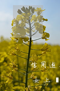 信用逾期影響孩子工作嗎(征信逾期會影響子女上學嗎)