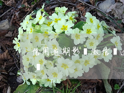 信用逾期影響微信嗎(逾期會影響微信的使用嗎)