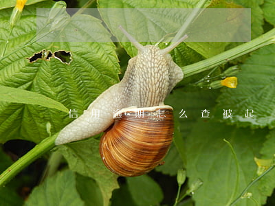信用逾期怎么查被起訴