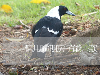 信用逾期房子能貸款嗎(信用卡逾期可以貸款)