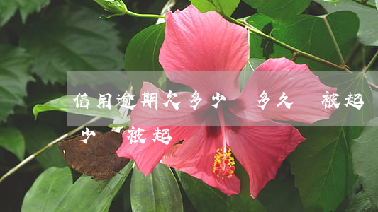 信用逾期欠多少錢多久會被起訴(逾期欠款多少會被起訴)
