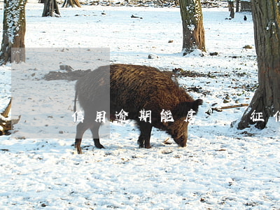 信用逾期能房貸嗎(征信有逾期能房貸嗎)