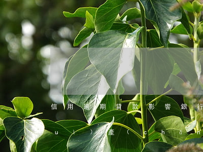 信用逾期貸款影響 銀行信用貸款逾期會(huì)產(chǎn)生什么后果