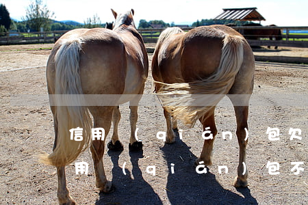 信用錢(qián)包欠5000不還了(信用錢(qián)包不還有什么后果)