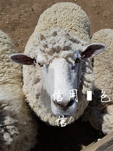 信用錢包貸款逾期一年(包你貸逾期幾天上征信)