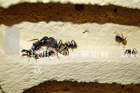 信用錢包逾期如何還款(信用錢包逾期如何還款)