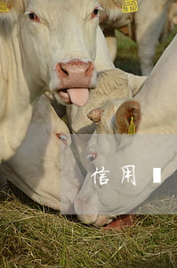 信用錢包還款不了逾期(信用錢包還下款嗎)