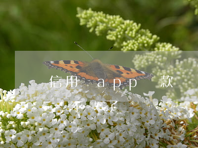 信用飛app還款賬單都沒有了-信用飛賬單不見了