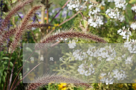 信用飛 投訴（信用飛逾期起訴）