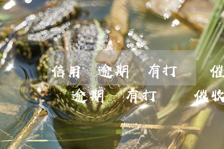 信用飛逾期沒有打電話催收怎么回事-信用飛逾期沒有打電話催收怎么回事?