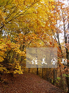 信美分期逾期話怎么樣-信美分期合法嗎