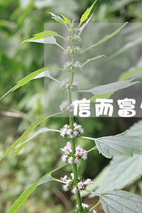 信而富欠款逾期(信而富起訴2019)