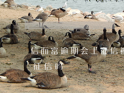 信而富逾期会上征信被起诉吗(信而富借款上征信吗)