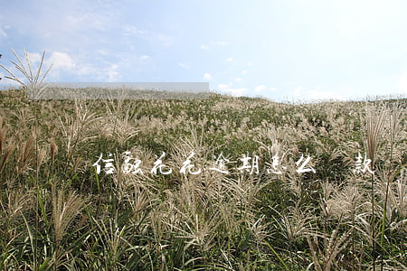 信融花花逾期怎么還款