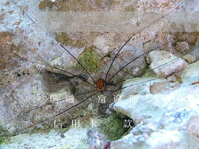 信融財富逾期芝麻信用卡(信融財富逾期芝麻信用卡還款)