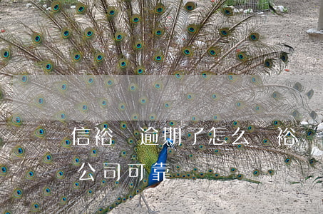 信裕貸逾期了怎么辦 裕協(xié)信貸款公司可靠嗎
