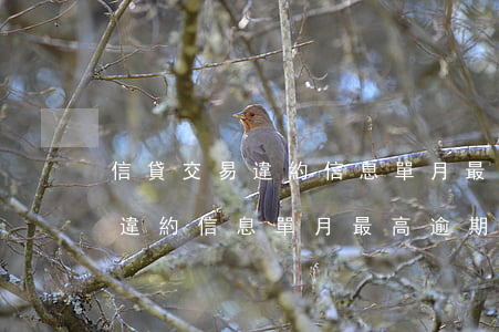 信貸交易違約信息單月最高逾期-信貸交易違約信息單月最高逾期多少天