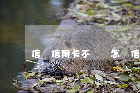 信貸信用卡不還會怎樣(信貸信用卡不還會怎樣)