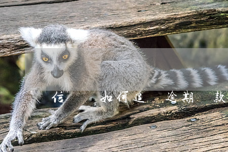 信貸員如何追繳逾期貸款(征信貸款逾期)