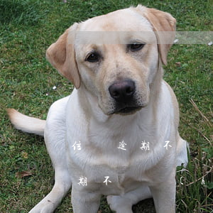 信貸逾期不還會(huì)怎樣-信用貸逾期不還會(huì)怎樣