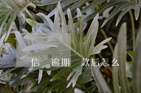 信貸逾期還款后怎么辦(貸款利息逾期了怎么還)