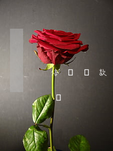 信貸還款逾期的后果(逾期還貸款的后果是怎樣)