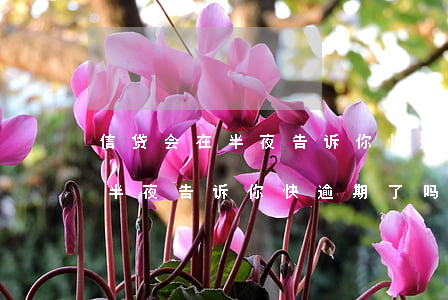 信贷会在半夜告诉你快逾期了吗-信贷会在半夜告诉你快逾期了吗是真的吗