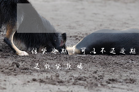 信贷逾期了可以不还逾期的息吗-信贷逾期还能贷款吗