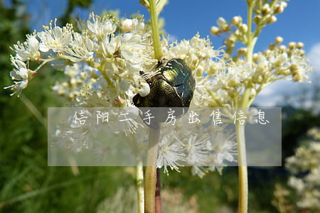 信阳二手房出售信息