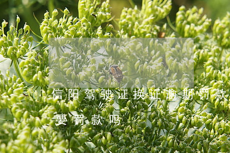 信阳驾驶证换证逾期罚款多少(驾照逾期换证要罚款吗)