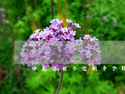修复信用卡逾期多少钱