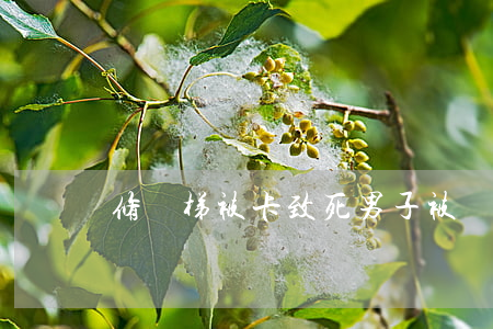 修電梯被卡致死(男子被電梯卡死視頻)
