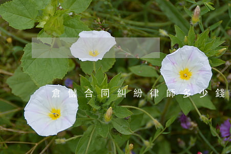 倉儲合同糾紛律師多少錢