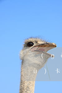 個(gè)人信用卡逾期影響單位公務(wù)卡嗎(公務(wù)卡逾期對持卡人有影響嗎)