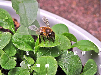 個(gè)人債務(wù)個(gè)性化分期(個(gè)性化分期還款利息如何計(jì)算)
