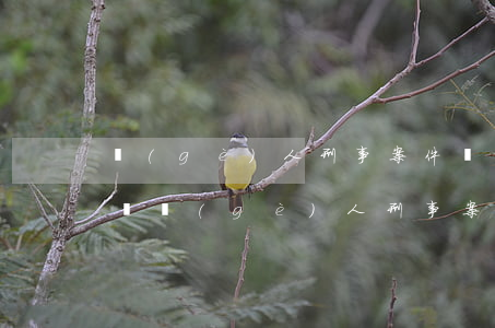個(gè)人刑事案件網(wǎng)上查詢(個(gè)人刑事案件網(wǎng)上查詢)