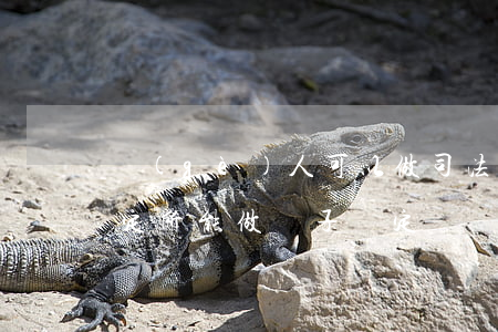 個(gè)人可以做司法親子鑒定嗎(司法鑒定所能做親子鑒定嗎)
