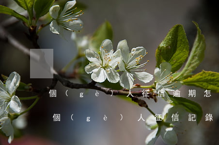 個(gè)人征信逾期怎么修復(fù)-個(gè)人征信記錄有逾期怎么補(bǔ)救