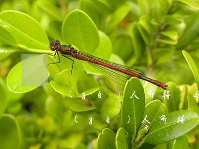 個(gè)人所得稅逾期未扣款怎么處理-個(gè)人所得稅逾期未扣款怎么處理的