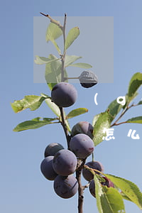 個(gè)人打借條怎么打(個(gè)人借錢怎么打條)
