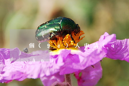 個(gè)人申請(qǐng)破產(chǎn)