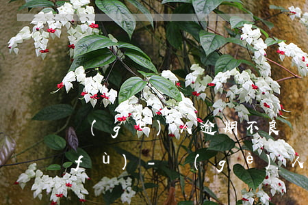 個(gè)人逾期不良記錄撤銷多久恢復(fù)-個(gè)人逾期不良記錄撤銷多久恢復(fù)正常