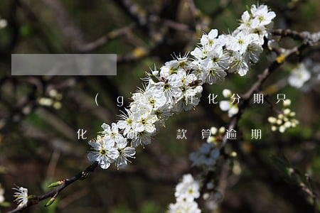 個(gè)性化分期只還本金(個(gè)性化分期還款算逾期嗎)