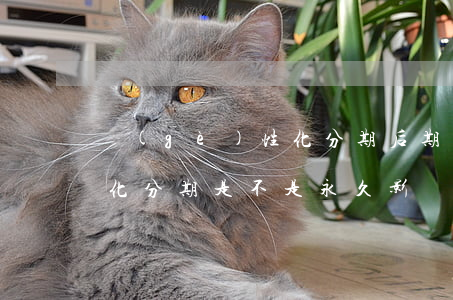 個(gè)性化分期后期影響(個(gè)性化分期是不是永久影響征信)