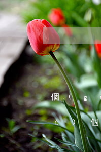 個(gè)性化分期還款業(yè)務(wù)(個(gè)性化分期還款怎么還)