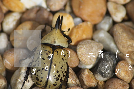 個(gè)體工商執(zhí)照辦理(個(gè)體戶營業(yè)執(zhí)照)