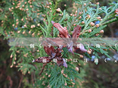 個(gè)體工商戶(hù)年報(bào)逾期可以注銷(xiāo)嗎-個(gè)體工商戶(hù)年報(bào)逾期可以注銷(xiāo)嗎怎么辦