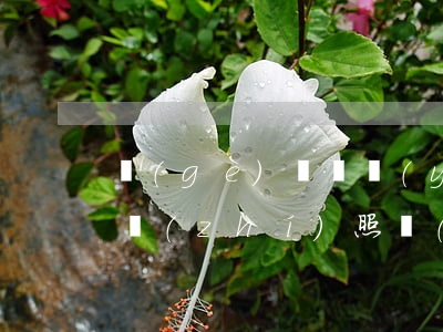 個(gè)體戶營(yíng)業(yè)執(zhí)照(個(gè)體戶營(yíng)業(yè)執(zhí)照怎么申請(qǐng))