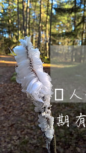 個人信用卡逾期上征信有影響嗎(個人征信逾期有什么影響嗎)