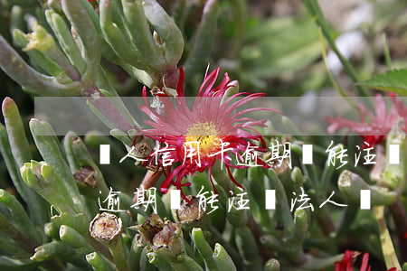 個人信用卡逾期還能注冊法人嗎(個人信用卡逾期還能注冊法人嗎)